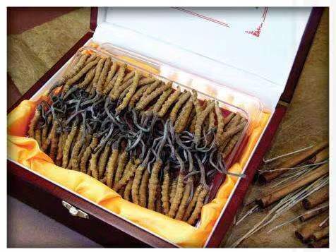 金塔冬虫夏草回收